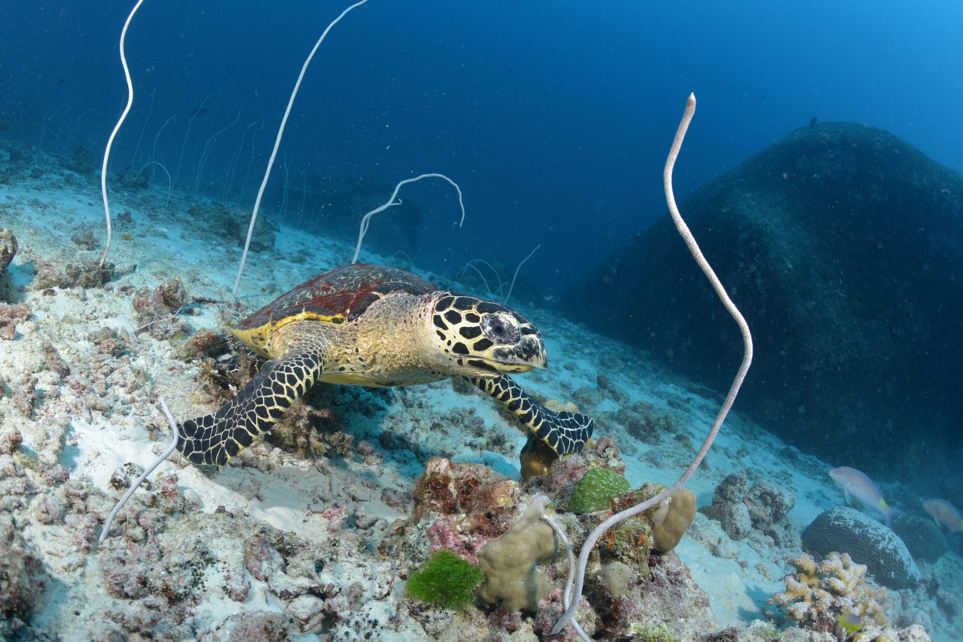 Turtle while scuba diving