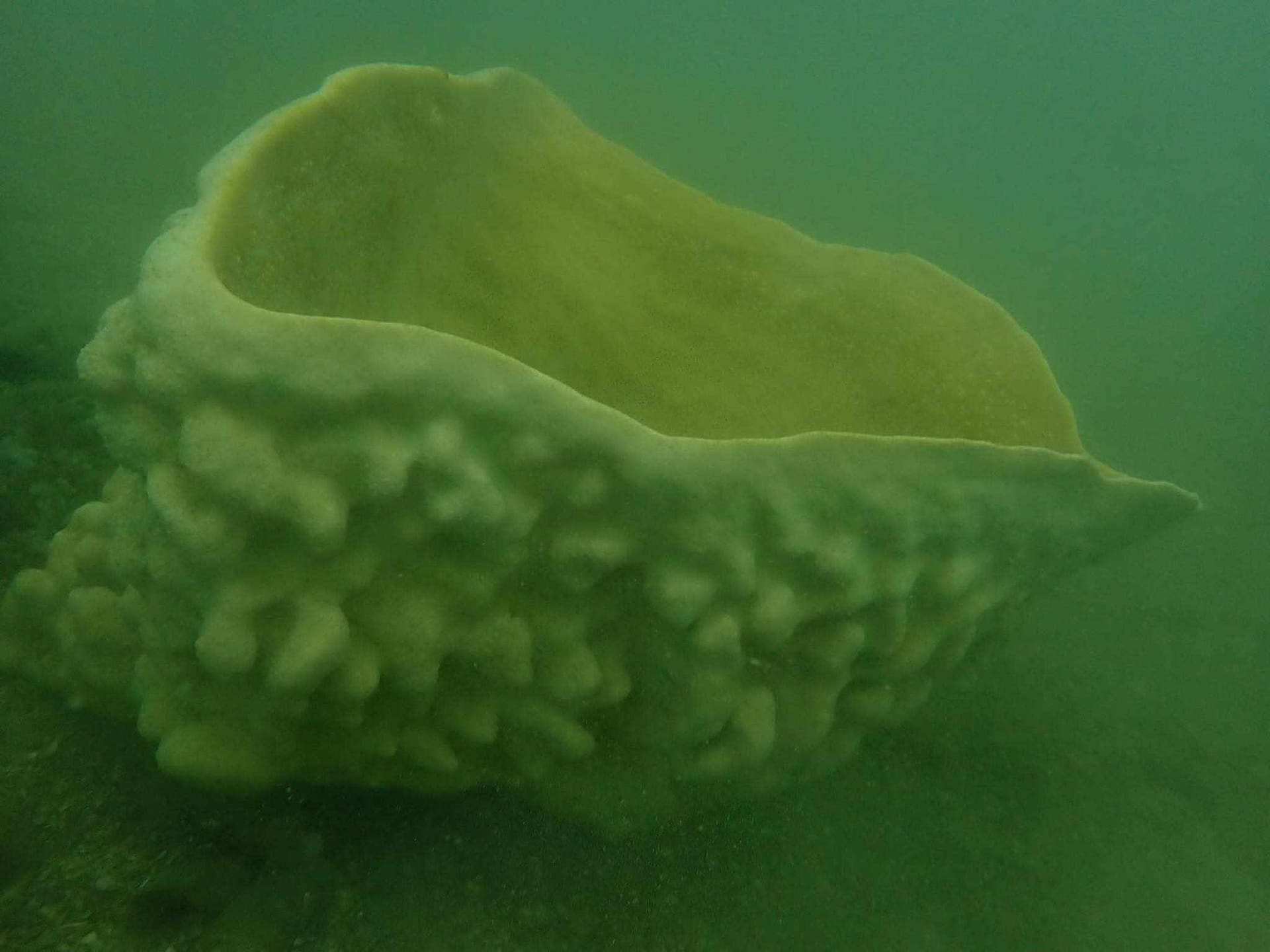 Neptune's Cup (Cliona Patera) at Samaesan