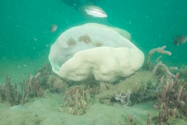 Neptunes Cup (Cliona patera) Biodiversity