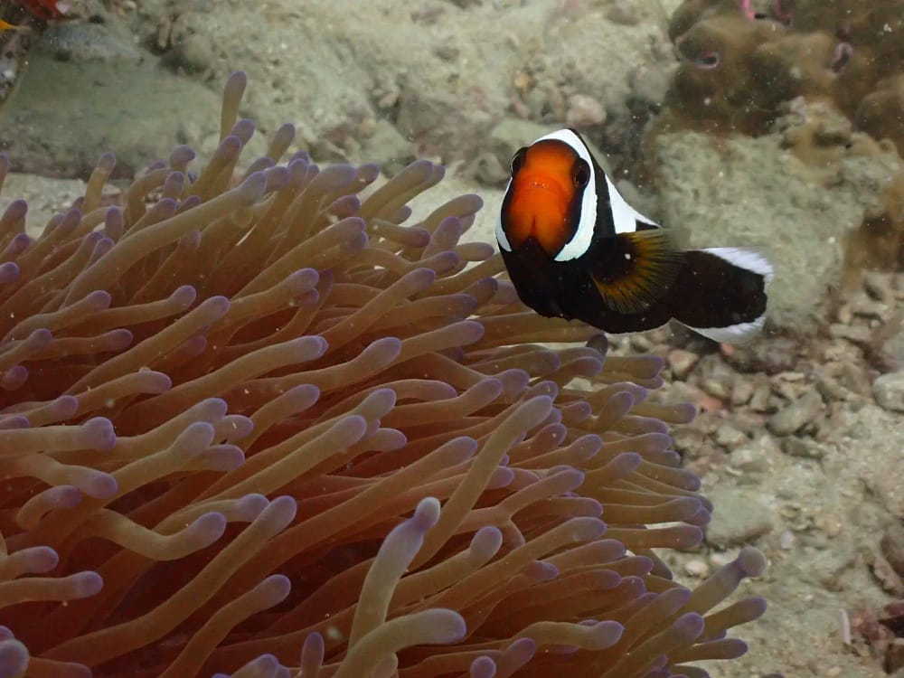 What you can see scuba diving pattaya