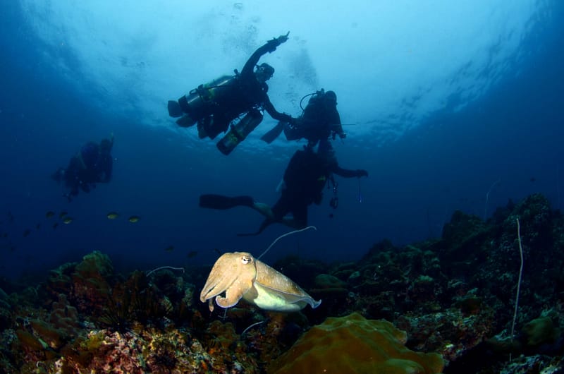 Sidemount Diver in open ocean